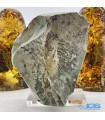 سنگ کلکسیونی دندریت Dendrite فسیل شجر دار