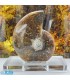 فسیل آمونیت دکوری کلکسیونی دفع انرژی منفی fossil ammonite