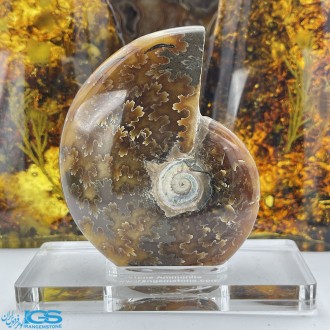 فسیل آمونیت دکوری کلکسیونی دفع انرژی منفی fossil ammonite