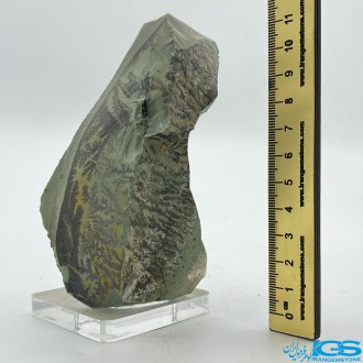 سنگ کلکسیونی دندریت Dendrite فسیل شجر دار