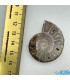 فسیل آمونیت دکوری کلکسیونی دفع انرژی منفی fossil ammonite