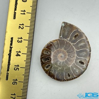 فسیل آمونیت دکوری کلکسیونی دفع انرژی منفی fossil ammonite