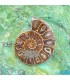 فسیل آمونیت دکوری کلکسیونی دفع انرژی منفی fossil ammonite