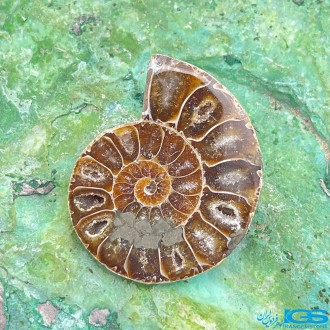 فسیل آمونیت دکوری کلکسیونی دفع انرژی منفی fossil ammonite