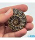 فسیل آمونیت دکوری کلکسیونی دفع انرژی منفی fossil ammonite