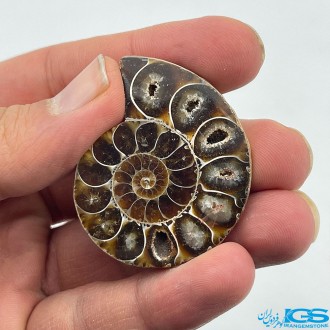 فسیل آمونیت دکوری کلکسیونی دفع انرژی منفی fossil ammonite