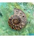 فسیل آمونیت دکوری کلکسیونی دفع انرژی منفی fossil ammonite