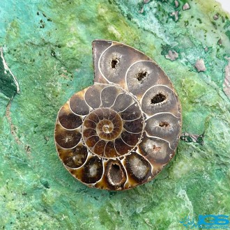 فسیل آمونیت دکوری کلکسیونی دفع انرژی منفی fossil ammonite