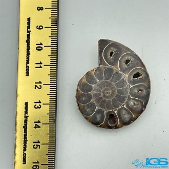 فسیل آمونیت دکوری کلکسیونی دفع انرژی منفی fossil ammonite