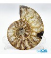 آمونیت فسیل دفع انرژی منفی دکوری با استند fossil ammonite