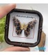گردنبند طلا مدل پروانه پارچه ایی 130 سوت Butterfly gold necklace