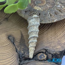 سنگ عرج السواحل