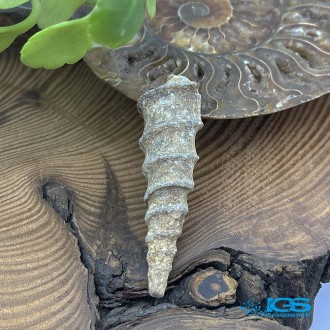 سنگ عرج السواحل