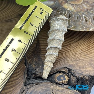 سنگ عرج السواحل