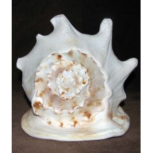 صدف کله گاوی