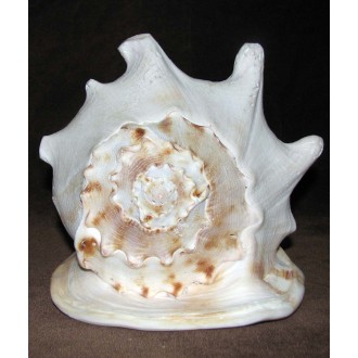 صدف کله گاوی