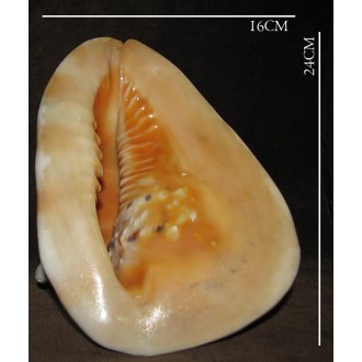 صدف کله گاوی