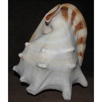 صدف کله گاوی