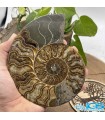 آمونیت فسیل دفع انرژی منفی دکوری با پایه fossil ammonite