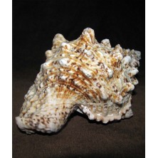 صدف شیپوری بزرگ