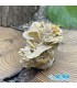 سنگ ولفونیت نارنجی کمیاب ترین سنگ کلکسیونی Wulfenite