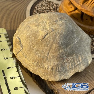 فسیل  صدف کلکسیونی fossil