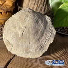 فسیل  صدف کلکسیونی fossil
