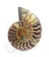فسیل طبیعی آمونیت
