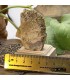 ولفونیت نارنجی کمیاب ترین سنگ کلکسیونی Wulfenite