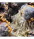 ولفونیت نارنجی کمیاب ترین سنگ کلکسیونی Wulfenite