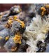ولفونیت نارنجی کمیاب ترین سنگ کلکسیونی Wulfenite