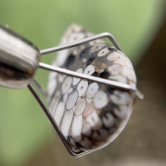 سنگ فسیل پوست مار نگین جواهری Snake fossil
