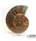 فسیل طبیعی آمونیت fossil ammonite