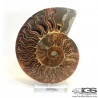 فسیل طبیعی آمونیت fossil ammonite