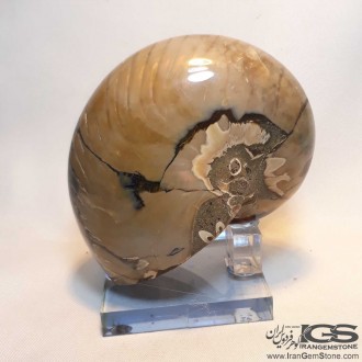 فسیل طبیعی آمونیت fossil ammonite