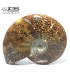 سنگ آمونیت فسیل طبیعی آمونیت fossil ammonite