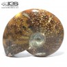 سنگ آمونیت فسیل طبیعی آمونیت fossil ammonite