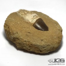 دندان کم یاب دایناسور موساسور