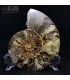 سنگ آمونیت فسیل طبیعی آمونیت fossil ammonite