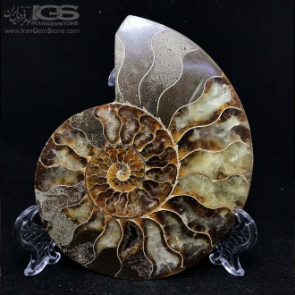 سنگ آمونیت فسیل طبیعی آمونیت fossil ammonite