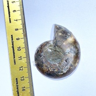 فسیل آمونیت کلکسیونی