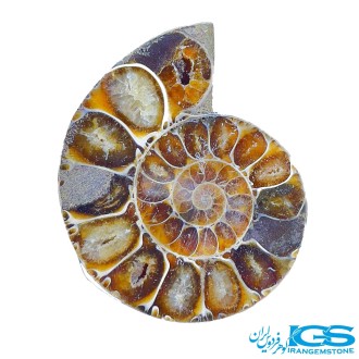 فسیل آمونیت کلکسیونی