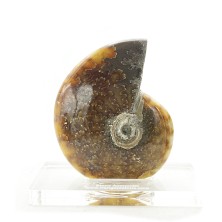 فسیل آمونیت دفع انرژی منفی