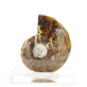 فسیل آمونیت دفع انرژی منفی