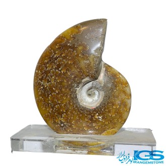 فسیل آمونیت