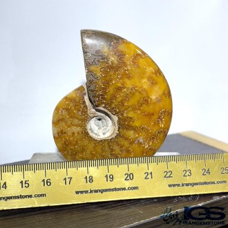 فسیل آمونیت