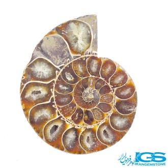 فسیل آمونیت