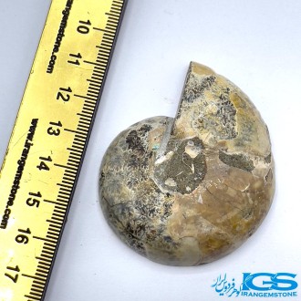 فسیل آمونیت