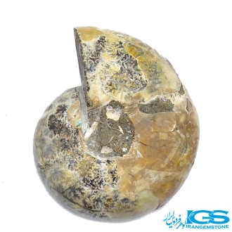 فسیل آمونیت