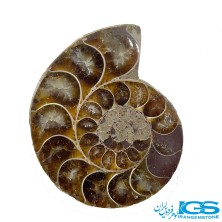 فسیل آمونیت کلکسیونی